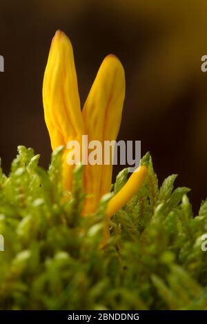 Le champignon des fusées d'or (Clavulinopsis fusiformis) la réserve naturelle nationale de la forêt de Sherwood. Note du pays, Royaume-Uni. Octobre. Banque D'Images