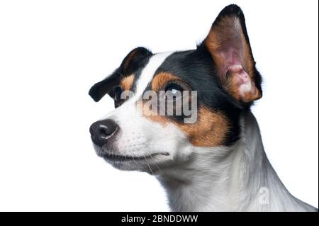 Chien de ferme danois / suédois, Finlande. Meetyourneighbors.net projet Banque D'Images