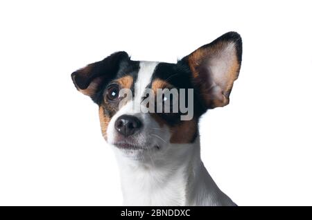 Chien de ferme danois / suédois, Finlande. Meetyourneighbors.net projet Banque D'Images