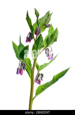 Comfrey russe (Symphytum x uplandicum) dans le studio de terrain, Écosse, Royaume-Uni, mai. Meetyourneighbors.net projet Banque D'Images