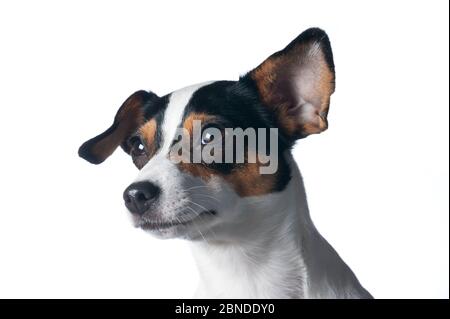 Chien de ferme danois / suédois, Finlande. Meetyourneighbors.net projet Banque D'Images