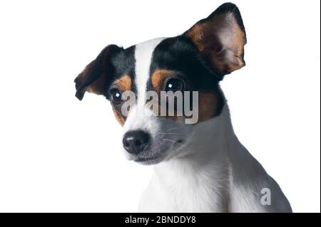 Chien de ferme danois / suédois, Finlande. Meetyourneighbors.net projet Banque D'Images