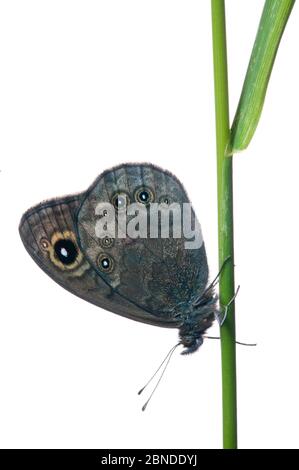 Papillon brun de mur du Nord (Lasiommata petropolitana) projet Finlande Meetyourneighbors.net Banque D'Images