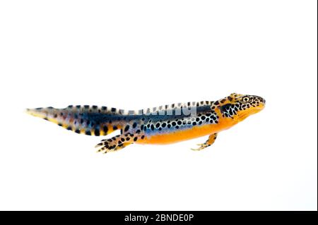 Newt alpin (Ichthyosaura alpestris) Bourgogne, France, avril. Meetyourneighbors.net projet Banque D'Images