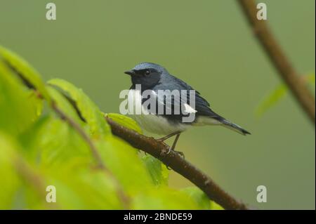 Le verrue bleu à gorge noire (Dendroica caerulescens) mâle dans le plumage reproducteur (alternatif). Tompkins County, New York. Mai. Banque D'Images