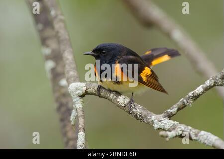 Le redstart américain (Setophaga ruticilla) dans le plumage reproductif. Comté de Saint-Laurent, New York, États-Unis. Mai Banque D'Images