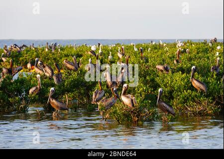 Pélicans bruns (Pelecanus occidentalis) et grands aigrettes (Ardea alba) qui rôde sur des mangroves dans une colonie de nidification de la baie de Barataria. Cette colonie était lourdement Banque D'Images