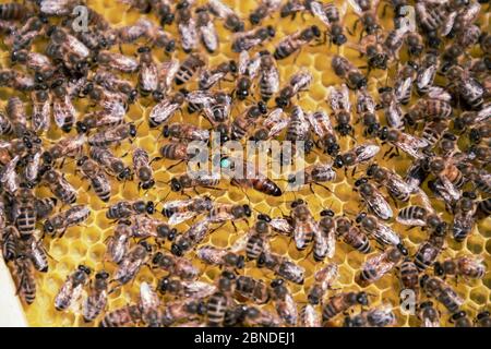 Gros plan de la reine des abeilles marquée entourée d'abeilles ouvrières dans une ruche Banque D'Images