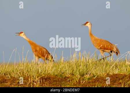 Paire de petites canettes de sable (Grus canadensis canadensis) courtant dans les aires de reproduction en Russie. Chukotka, Russie. Juillet. Banque D'Images