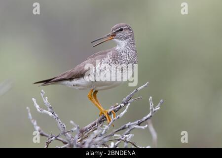 Le mouilleur à queue grise (Tringa brevipes) dans le plumage reproducteur, qui donne un appel d'alarme pour avertir ses poussins. Chukotka, Russie. Juillet. Banque D'Images