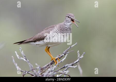 Le mouilleur à queue grise (Tringa brevipes) dans le plumage reproducteur, qui donne un appel d'alarme pour avertir ses poussins. Chukotka, Russie. Juillet. Banque D'Images