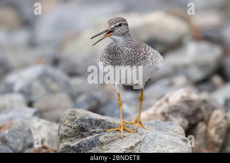 Le mouilleur à queue grise (Tringa brevipes) dans le plumage reproducteur, qui donne un appel d'alarme pour avertir ses poussins. Chukotka, Russie. Juillet. Banque D'Images