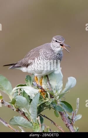 Le mouilleur à queue grise (Tringa brevipes) dans le plumage reproducteur, qui donne un appel d'alarme pour avertir ses poussins. Chukotka, Russie. Juillet. Banque D'Images