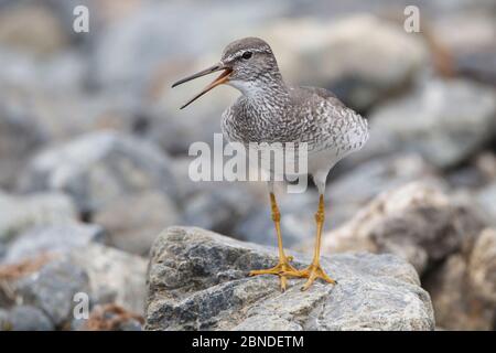 Le mouilleur à queue grise (Tringa brevipes) dans le plumage reproducteur, qui donne un appel d'alarme pour avertir ses poussins. Chukotka, Russie. Juillet. Banque D'Images