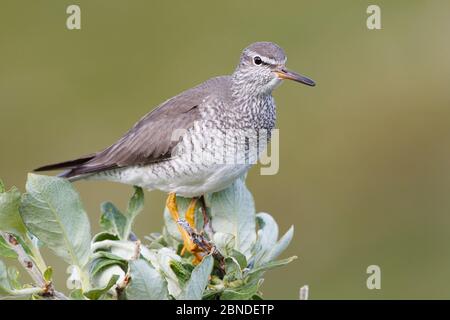 Mouette à queue grise (Tringa brevipes) dans le plumage reproducteur. Chukotka, Russie. Juillet. Banque D'Images