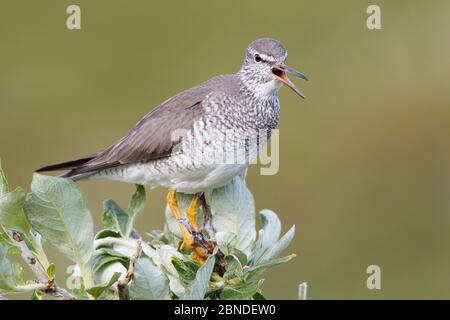 Le mouilleur à queue grise (Tringa brevipes) dans le plumage reproducteur, qui donne un appel d'alarme pour avertir ses poussins. Chukotka, Russie. Juillet. Banque D'Images