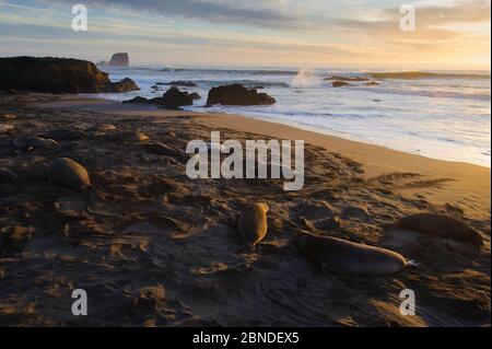 Phoques du Nord (Mirounga angustirostris) sur la plage pendant la saison de pupping et d'accouplement. Piedras Blancas, Californie, États-Unis. Décembre. Banque D'Images