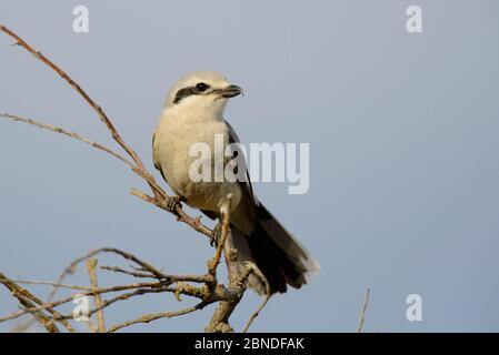 Femelle de la petite crevette nordique (Lanius excubitor), réserve naturelle nationale du Yukon Delta, Alaska, États-Unis. Mai. Banque D'Images