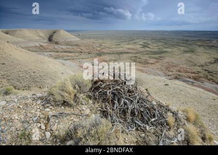 Nid de buse rouilleuse (Buteo regalis) fait de branches de sauge sur un bluff. Sublette County, Wyoming, États-Unis. Mai. Banque D'Images