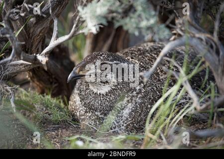 Grande géliotte (Centrocercus urophasianus) femelle incubant des œufs sur nid, comté de Sublette, Wyoming, États-Unis. Mai. Banque D'Images