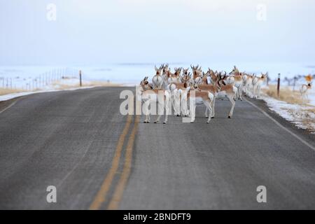 Route de passage à niveau de Pronghorns (Antilocapra americana) pendant la migration, comté de Sublette, Wyoming, États-Unis. Mars. Banque D'Images