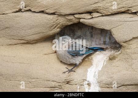 La femelle de l'oiseau bleu de montagne (Sialia currucoides) retourne dans la cavité de nid avec de la nourriture. Sublette County Wyoming, États-Unis. Juin. Banque D'Images