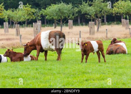 Ferme porte le nom de bétail traditionnel néerlandais Lakenvelder, signifiant la Dutch Belted. Un Dutch Belted n'a pas de taches de couleur et n'est pas non plus que d'autres monochromatique races de bétail Banque D'Images