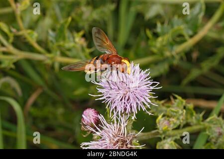 Survolte-mouches (Volucella zonaria) se nourrissant de chardon (Cirsium arvense) au bord des bois, Cheshire, Royaume-Uni, août. Banque D'Images