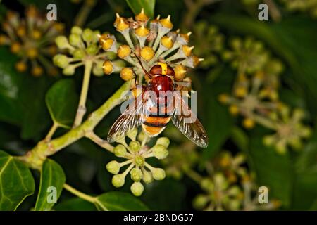 Hornet planchot (Volucella zonaria) se nourrissant sur Ivy (Hedera Helix) Cheshire, Angleterre, Royaume-Uni, septembre. Banque D'Images