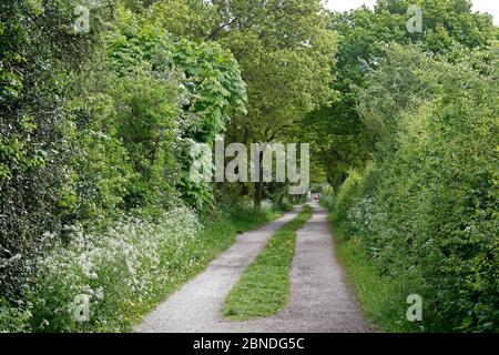 Wirral Way au printemps, vers l'est en direction de Hadlow Road, Willaston, Cheshire, Angleterre, Royaume-Uni, mai 2014. Banque D'Images