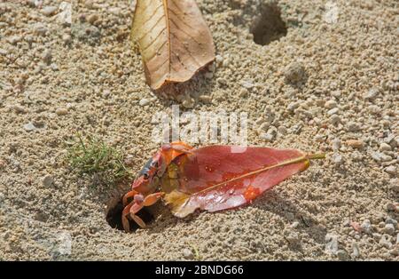 Le crabe des terres à dos noir (Gecarcinus lateralis) qui traîne la feuille dans le terrier, à la Barbade. Banque D'Images