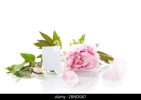 rose pivoine belle fleur avec pétales et carte de voeux Banque D'Images