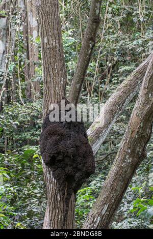 Termite nichent dans un arbre, Barbade. Banque D'Images