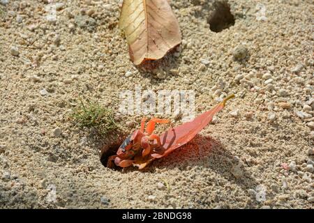 Le crabe des terres à dos noir (Gecarcinus lateralis) qui traîne la feuille dans le terrier, à la Barbade. Banque D'Images