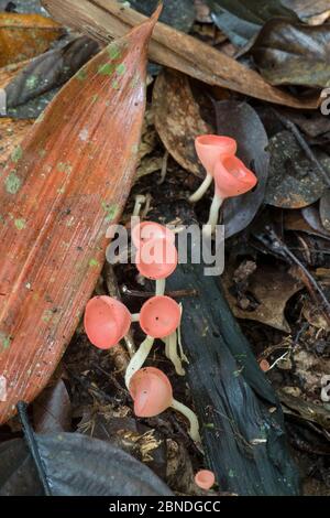 Champignons de la tasse (Cookenia sp) Sabah, Bornéo. Banque D'Images