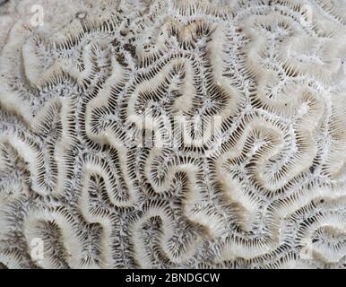 Corail du cerveau rainuré fossilisé (Diploria labyrinthiformis) Barbade. Banque D'Images