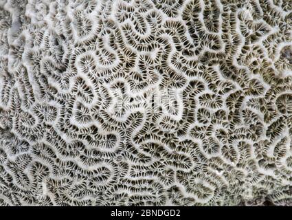 Corail du cerveau rainuré fossilisé (Diploria labyrinthiformis). Barbade. Banque D'Images