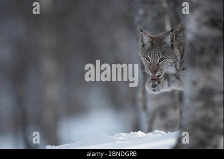 Toilettage du lynx européen (lynx) dans la forêt boréale de bouleau, en captivité. Norvège. Avril. Banque D'Images