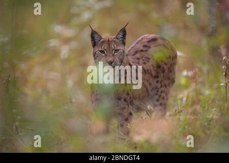 Lynx eurasien (lynx du Canada) dans la forêt boréale automnale, en captivité. Norvège. Septembre. Banque D'Images