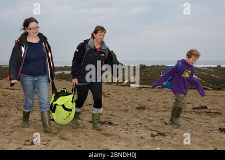 Médecins de secours pour animaux marins de British divers Michelle Clement et Rachel Shorland portant un pup de phoque gris très faible, blessé (Halichoerus grypus) Banque D'Images