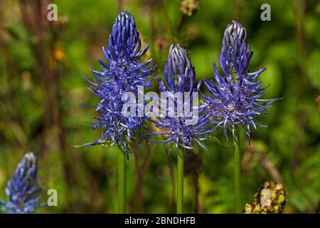 Rampion noir (Phyteuma nigrum) Parc naturel régional du Vercors, France, juin. Banque D'Images