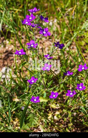 Grand verre de Vénus (Legousia spéculum-vénérien) Parc naturel régional du Vercors, France, juin. Banque D'Images