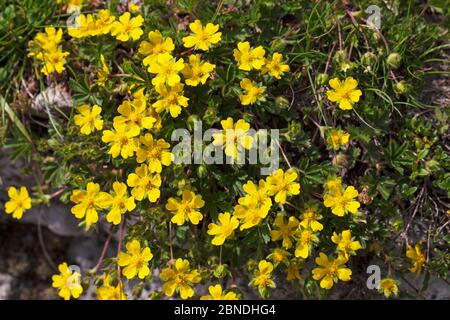 Cinquefoil alpin (Potentilla crantzii) Vallée de Combeau, Parc naturel régional du Vercors, France, juin. Banque D'Images