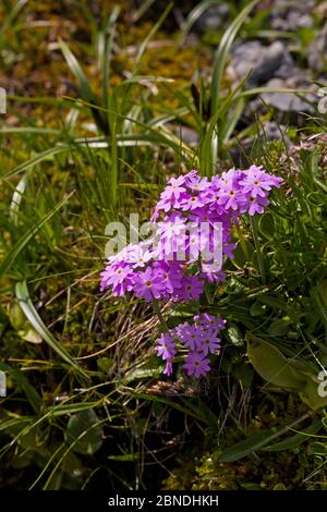 Primevère d'oiseau (Primula farinosa) en pleine croissance sur la rive, Col du Tourmalet, Parc national des Pyrénées, France, juillet. Banque D'Images