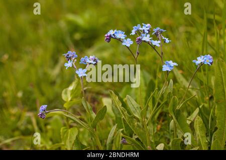 Bois alpin Forget-me-not (Myosotis alpina) Parc naturel régional du Vercors, France, juin. Banque D'Images