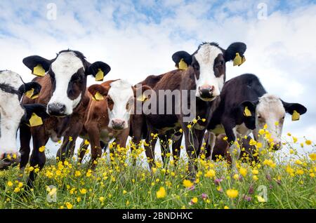 veaux dans la prairie printanière pleine de butterbutterbutterbups jaunes Banque D'Images