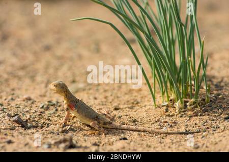 Agama à tête plate (Phrynocephalus versicolor) dune de sable de Khongor, Parc national de Govi Gurvan Saikhan, désert de Gobi, Mongolie-Sud. Banque D'Images