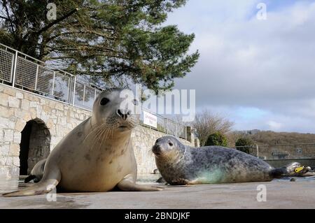 Les petits phoques gris sauvés (Halichoerus grypus) se reposant autour de la piscine où ils seront gardés jusqu'à ce qu'ils soient assez forts pour être libérés de nouveau à la mer, Cornouish se Banque D'Images