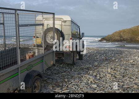 Le pup de phoque gris sauvé (Halichoerus grypus) dans la remorque sur le point d'être libéré, après récupération de ses blessures par le traitement et la réhabilitation à Banque D'Images