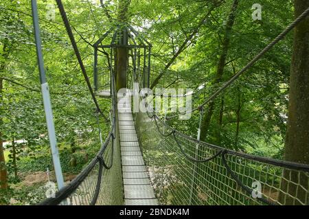 Plate-forme suspendue, promenade forestière au sommet des arbres, située près de Kvaerndrup, au sud de l'île de Funen, Danemark. Banque D'Images